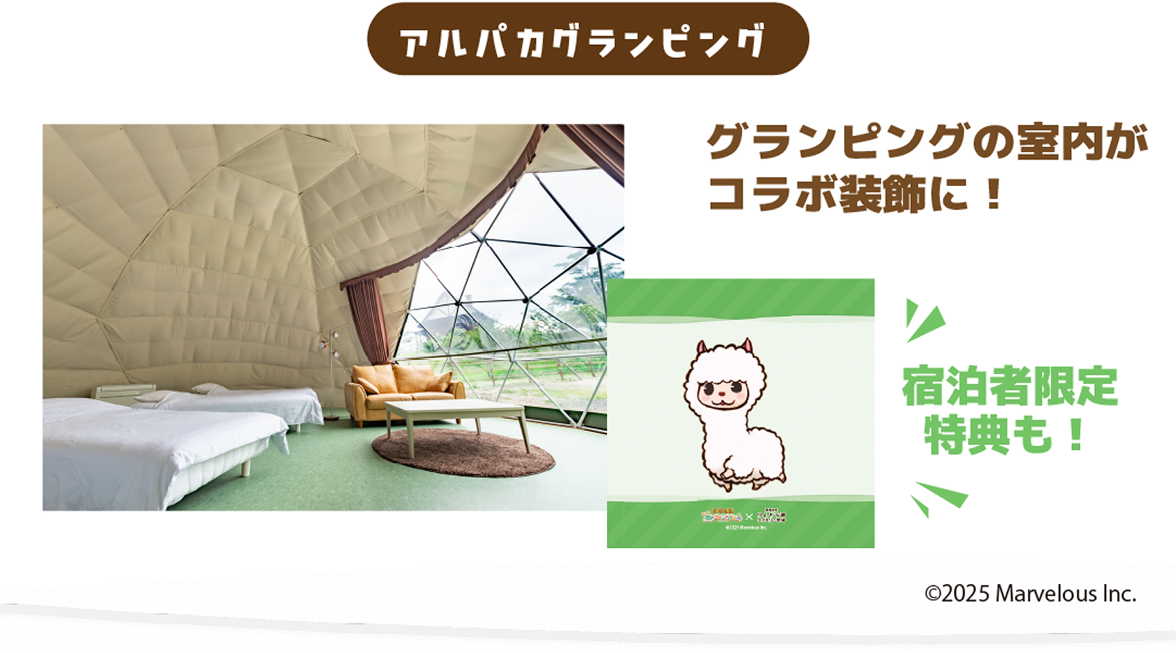 アルパカグランピング グランピングの室内がコラボ装飾に！宿泊者限定特典も！