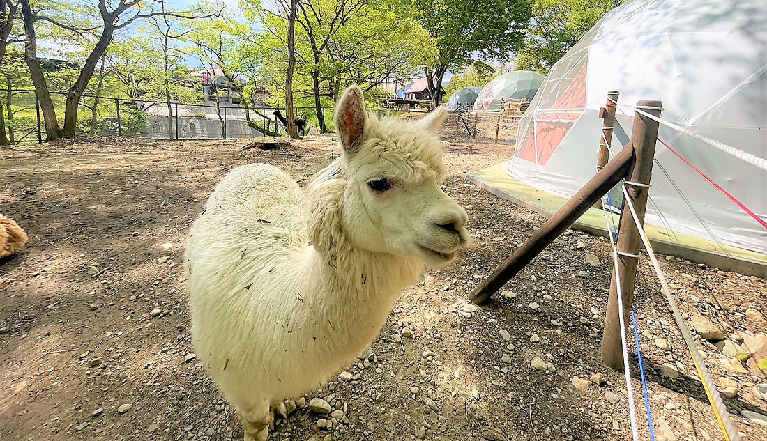 那須 グラン ピング